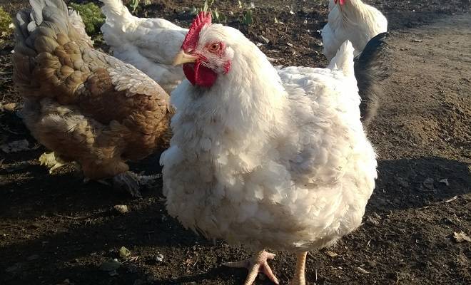 Цыплята бройлеры кобб 500: выращивание в домашних условиях