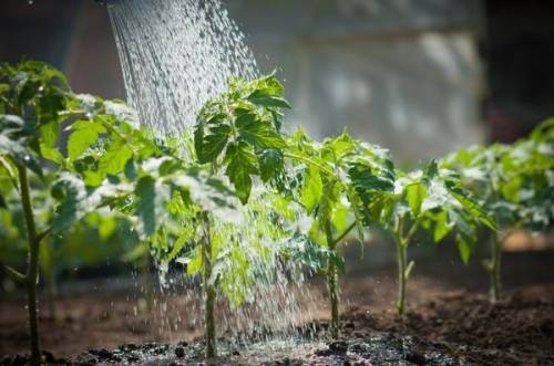 Как поливать рассаду помидоров – после всходов, пикировки на подоконнике, в открытом грунте