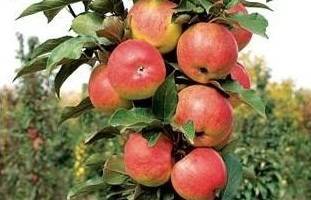 Особенности выращивания яблони сорта Васюган