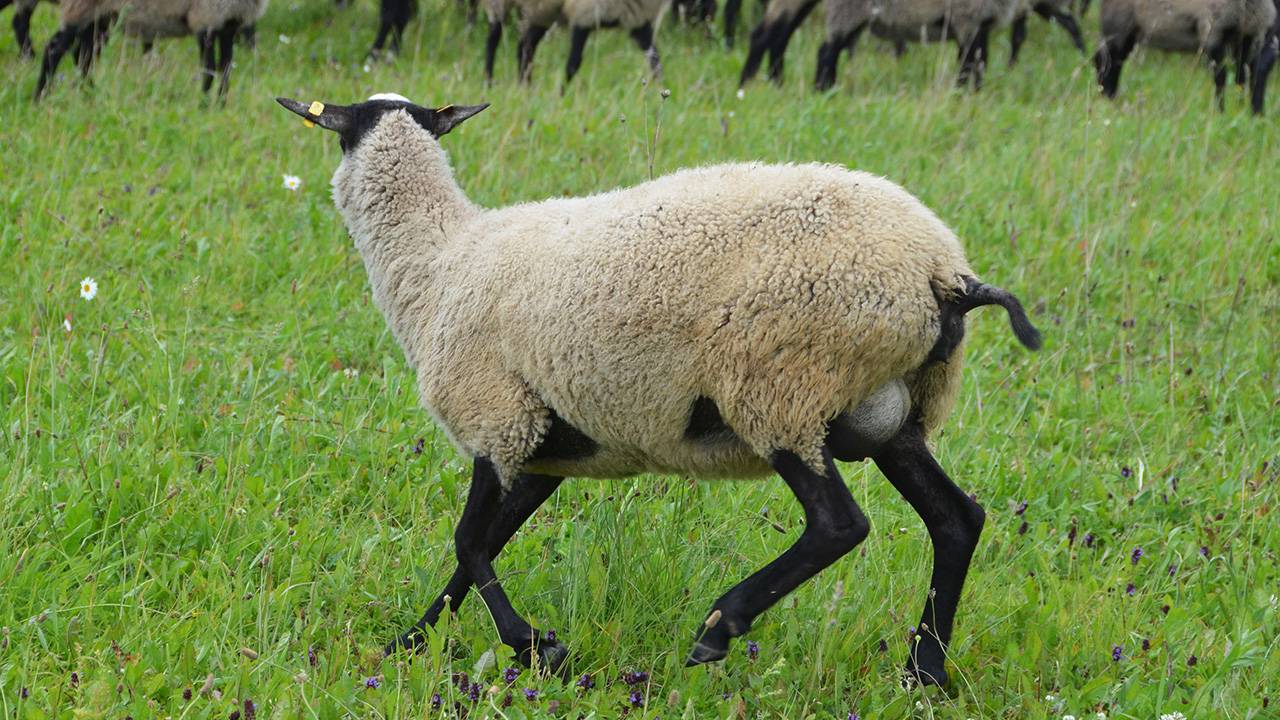 Описание Романовской породы овец