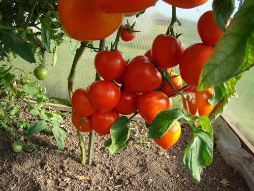 Как обрывать помидоры в теплице для хорошего урожая