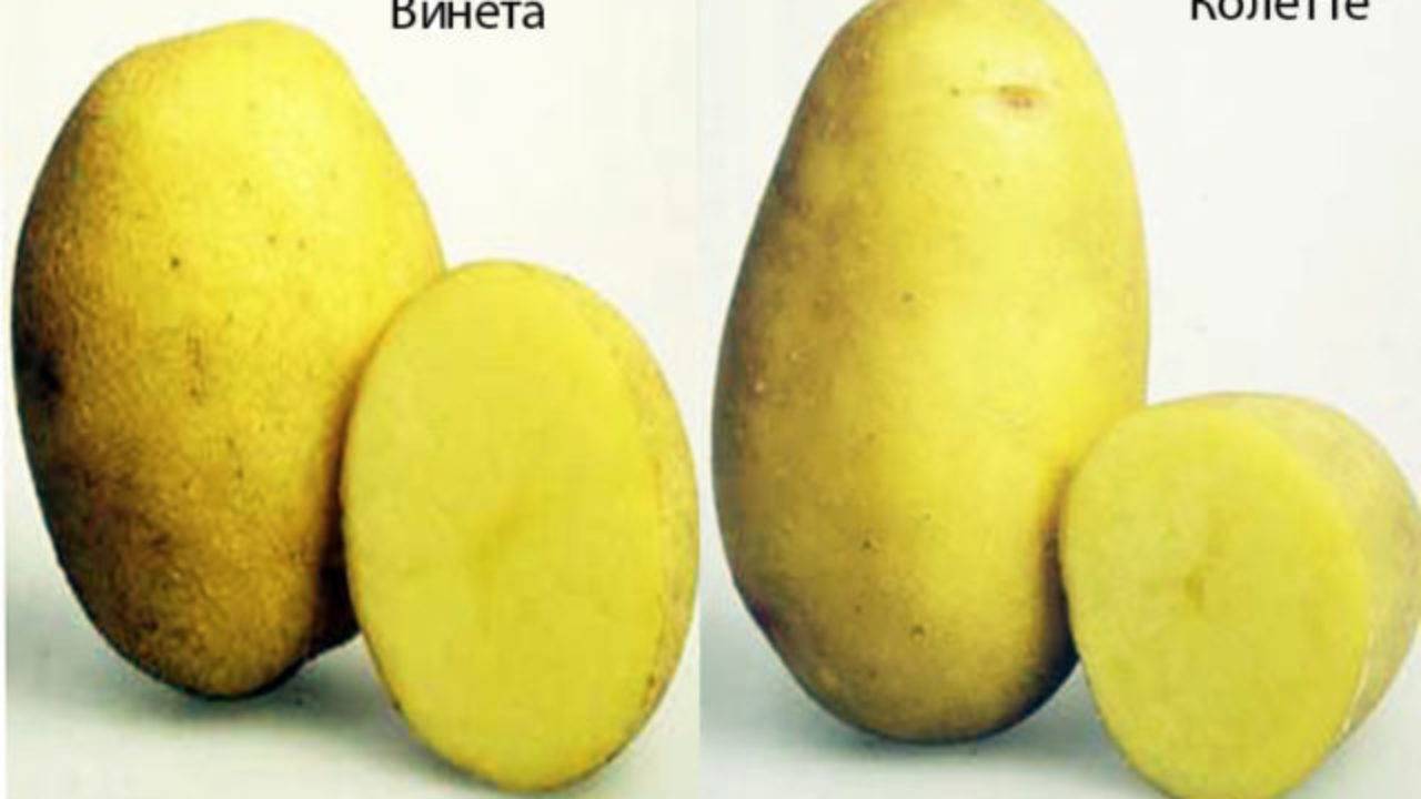 Картофель свитанок киевский - ogorodguru