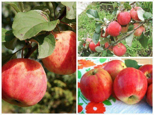 Яблони на урале — секреты посадки и выращивания здоровых деревьев