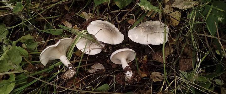Грибникам на заметку: можно ли есть червивые грибы?
