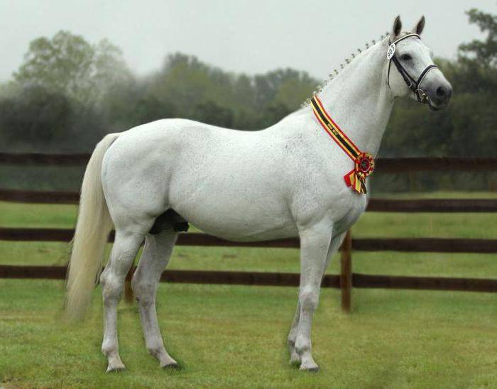 Голштинская порода лошадей: описание, фото, характеристика
