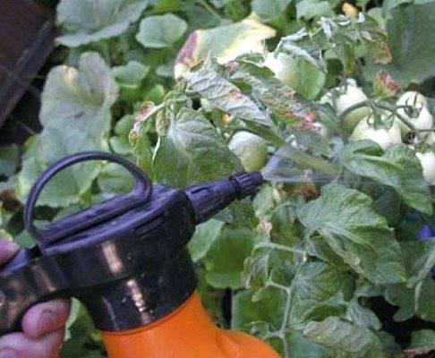 Как использовать марганцовку в саду и на огороде советы бывалых - всё о землеводстве