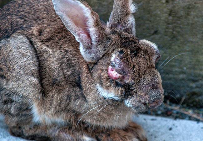 Миксоматоз у кроликов: симптомы, лечение в домашних условиях, фото