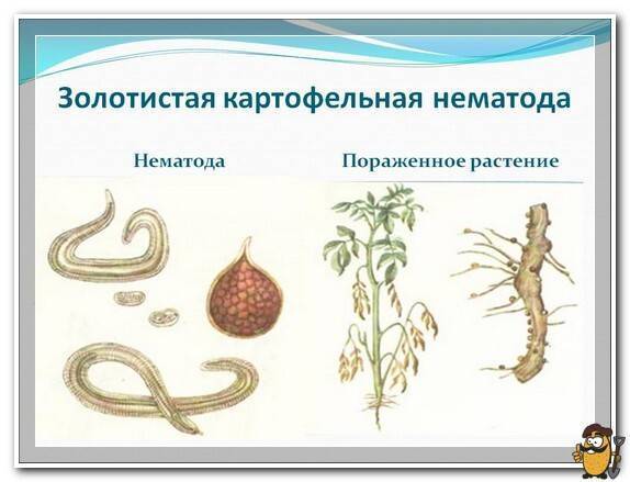 Нематода: разновидности, внешние признаки поражения растений, меры борьбы и способы профилактики