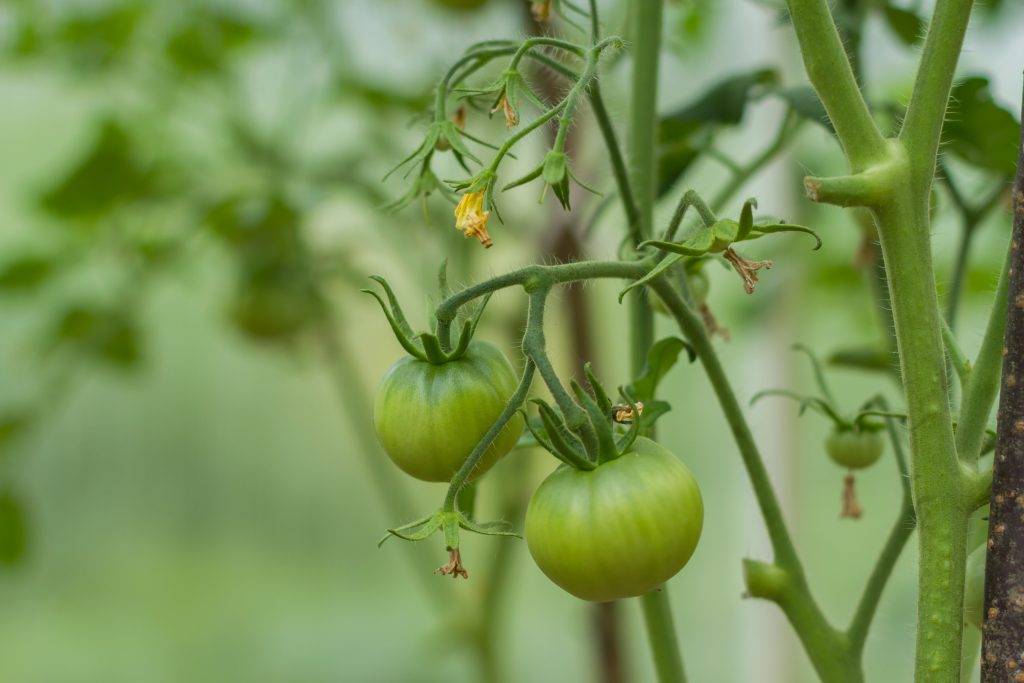 Атлет для рассады помидор: инструкция по применению препарата, фото и видео