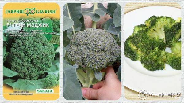 Капуста брокколи грин мэджик f1: отзывы о выращивании, описание сорта и агротехника, фото семян престиж и партнер