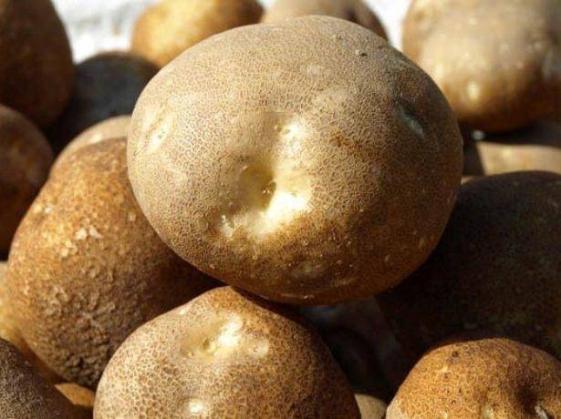 Оригинальный картофель сорта киви: происхождение и правила выращивания – дачные дела
