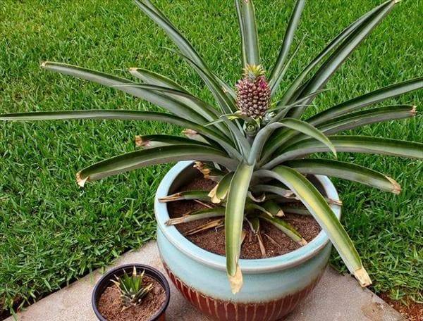 Как посадить ананас: способы и методы как просто и быстро вырастить ананас в домашних условиях