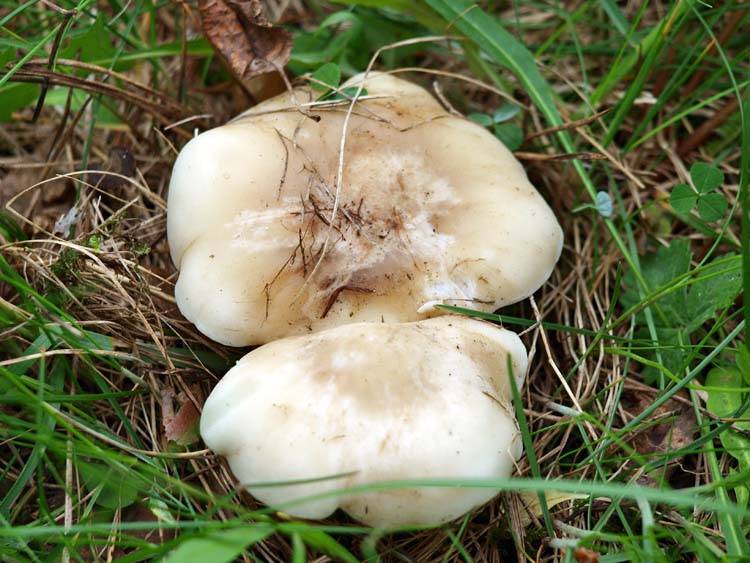 Рядовка майская: описание гриба, распространение и сезон роста