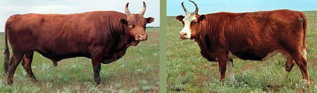 Калмыцкая порода коров: особенности и рекомендации по уходу