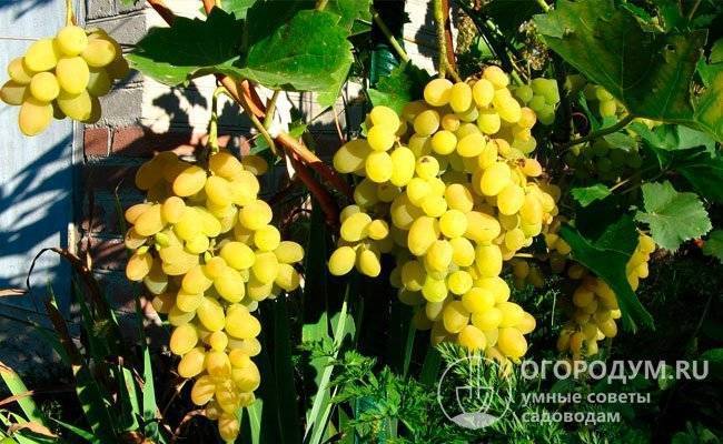 Виноград «кеша»: описание сорта, фото и отзывы