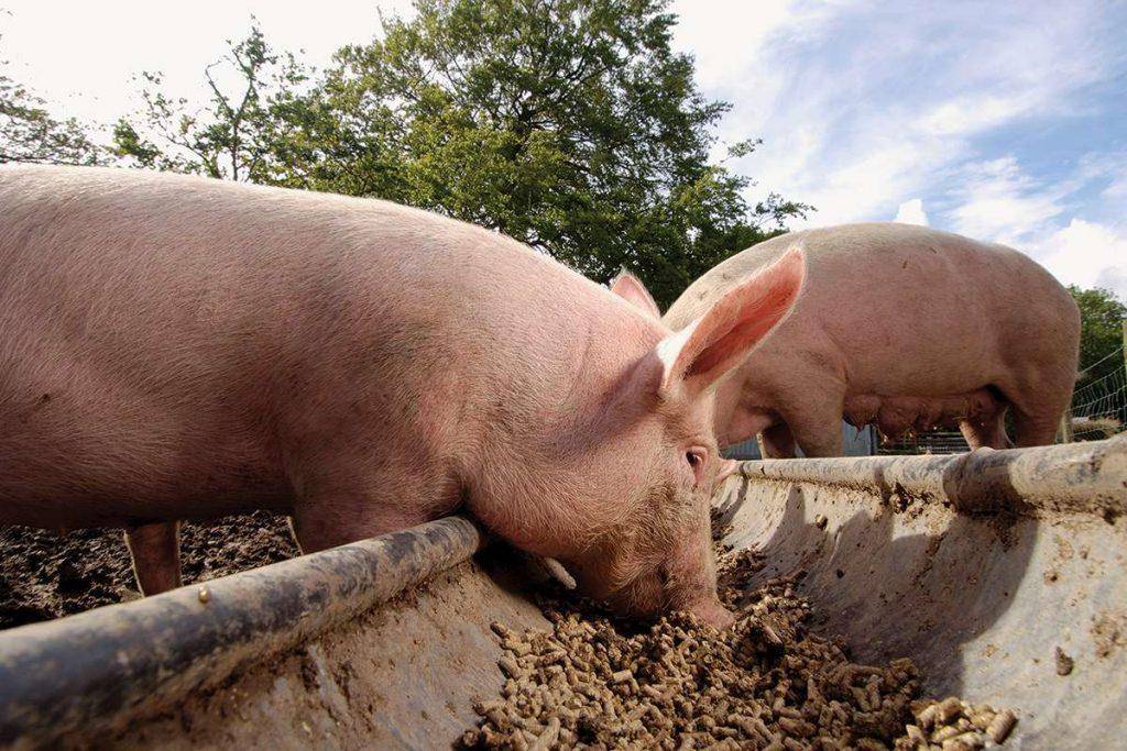 Как правильно кормить свиней на сало