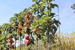 Колоновидная яблоня: посадка и уход, обрезка и размножение, описание сортов и фотографии