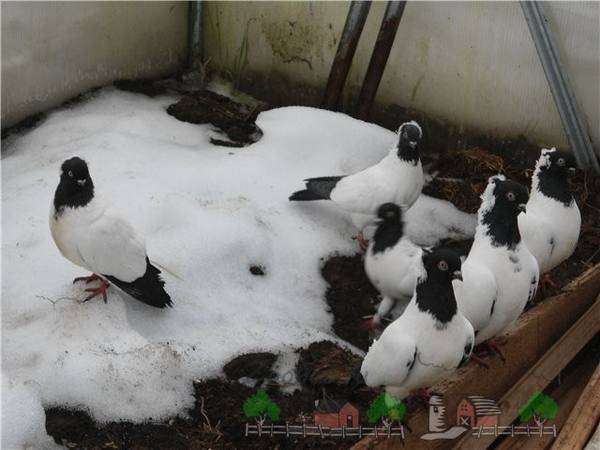 Содержание голубей в домашних условиях: правила ухода за ними