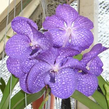 Великолепные орхидеи ванда (vanda)