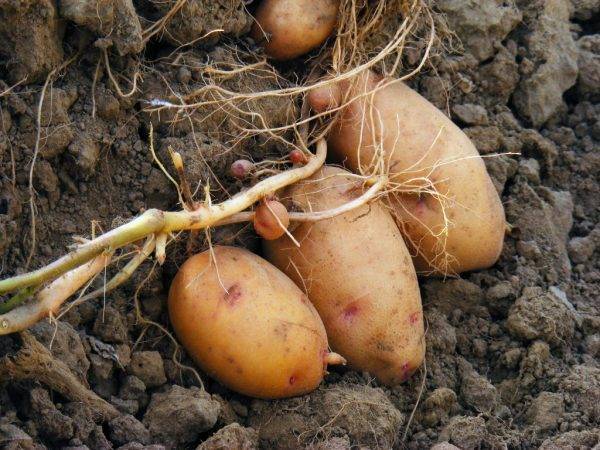 Картофель янка – описание сорта, фото, отзывы
