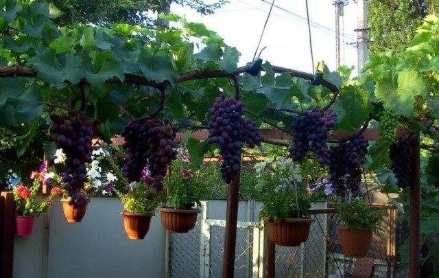 Описание сорта винограда кишмиш аленушка (черный палец): фото и отзывы | vinograd-loza