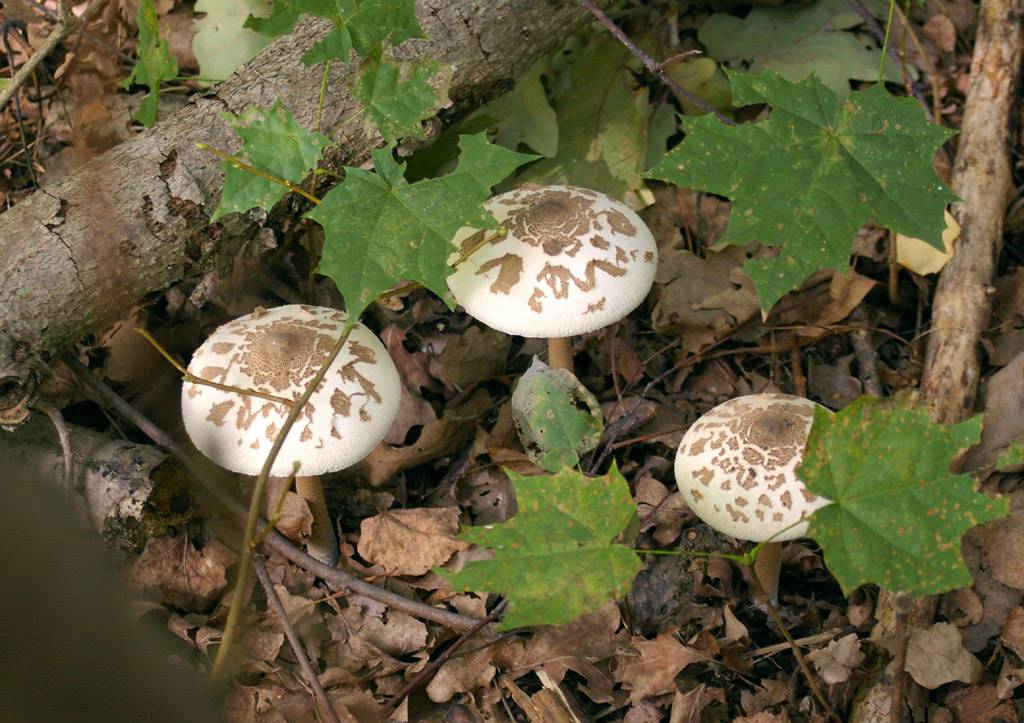 Гриб-зонтик - съедобные грибы | описание, фото и видео