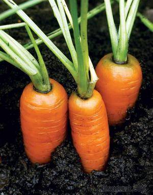 Как посадить морковь, чтобы она быстро взошла
