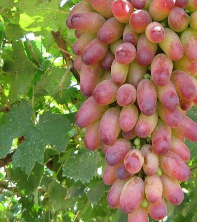Виноград "маникюр фингер": описание сорта, фото, характеристики, выращивание selo.guru — интернет портал о сельском хозяйстве