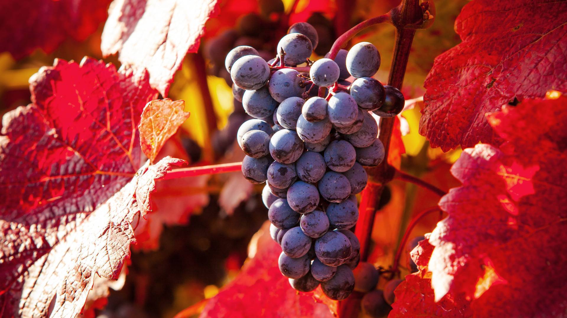 Обработка винограда осенью перед укрытием на зиму