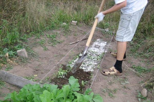 Выращивание рассады капусты в домашних условиях на supersadovnik.ru