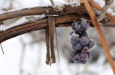 Как правильно укрыть виноград на зиму: подготовка кустов, материалы и способы