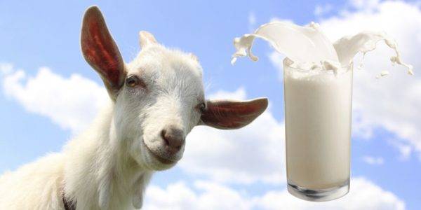 Бизнес-план по разведению коз: выгодно ли содержать козью ферму для продажи молока, мяса и шерсти