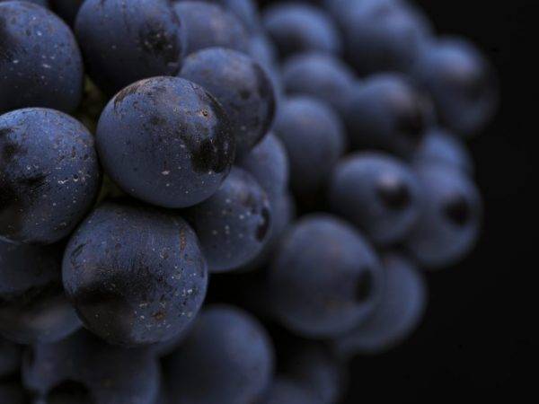 Виноград изабелла: описание сорта, фото, уход