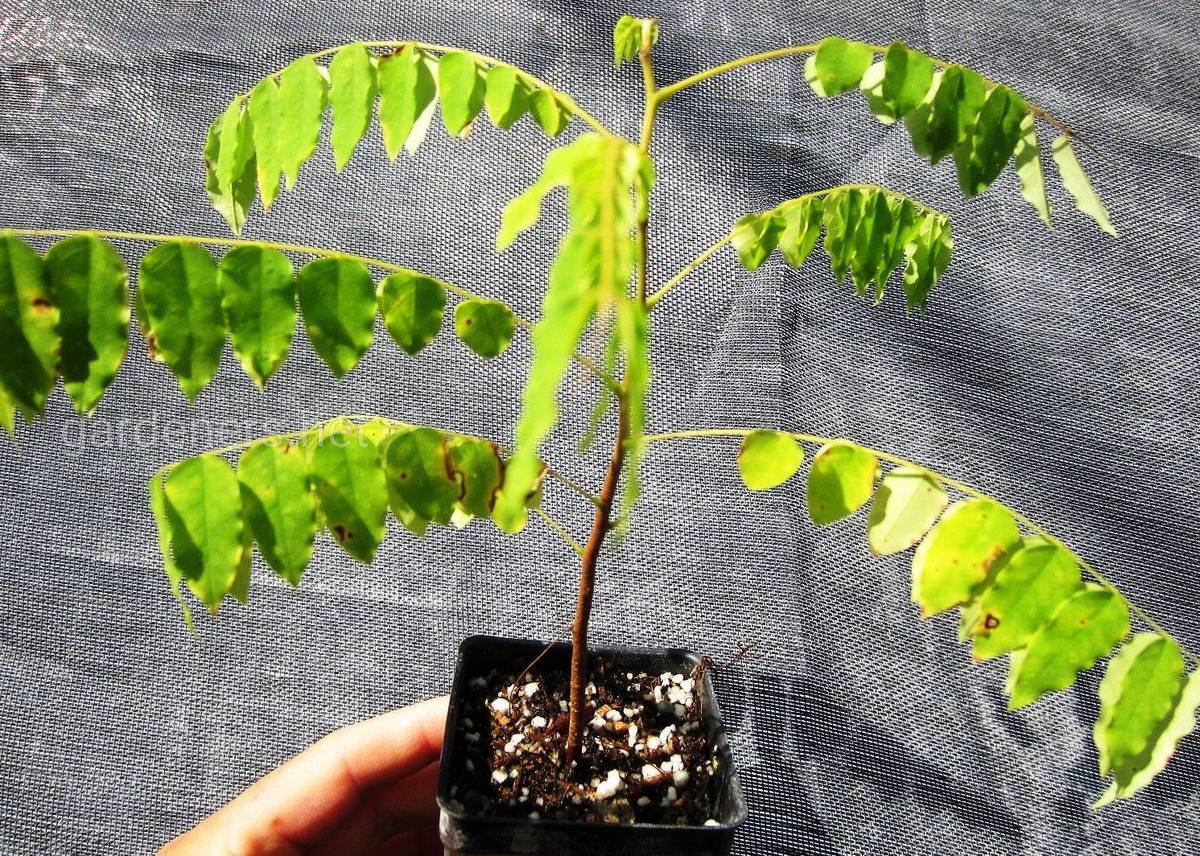 Огуречное дерево билимби: как вырастить, польза и вред, фото