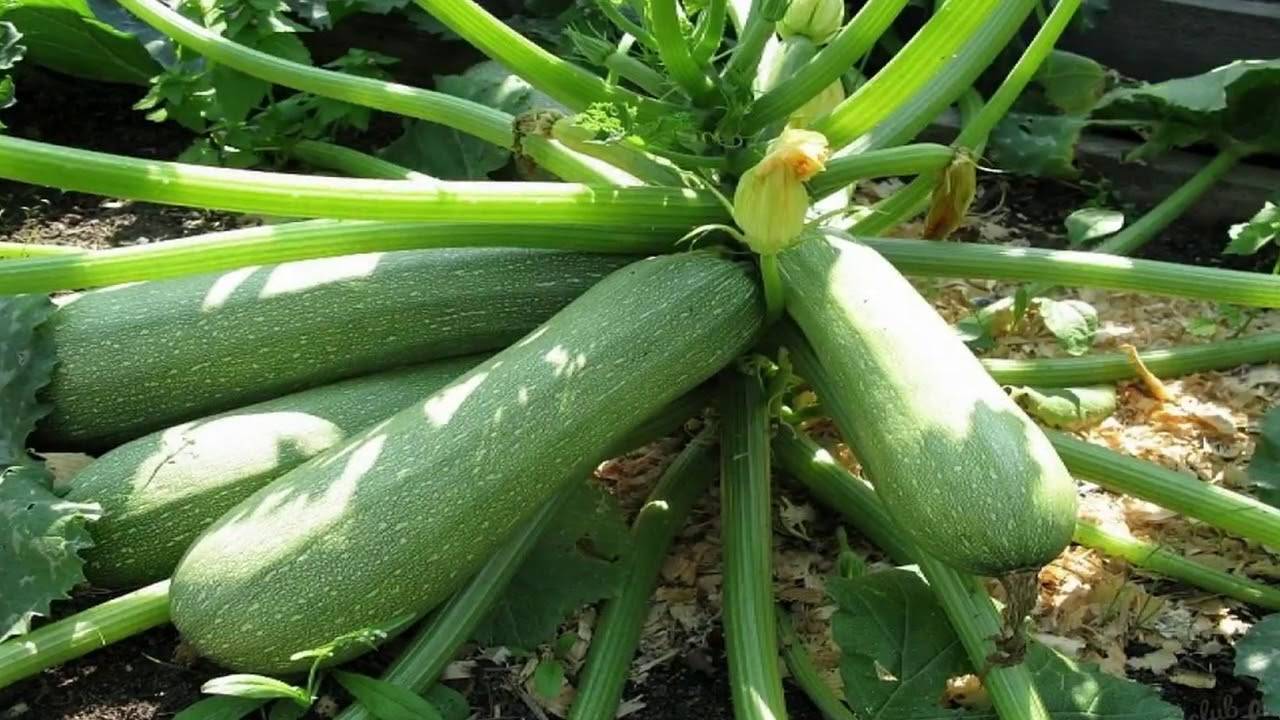 Лучшие сорта кабачков и цукини 2020 для открытого грунта: отзывы, фото семян, по регионам