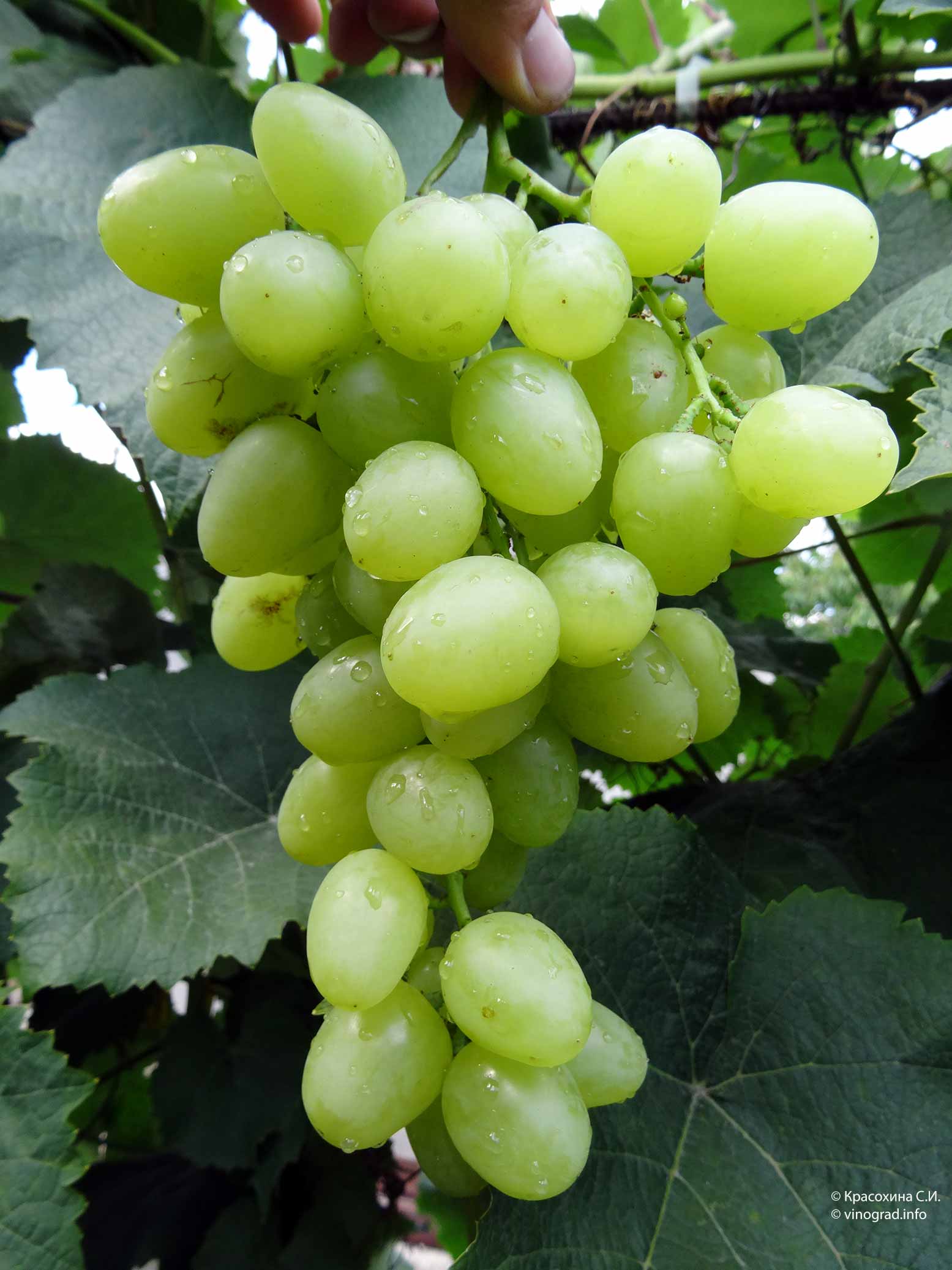 Сорт винограда аркадия: описание, фото