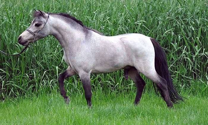 Самая маленькая лошадь в мире: как называется порода, описание с фото, видео