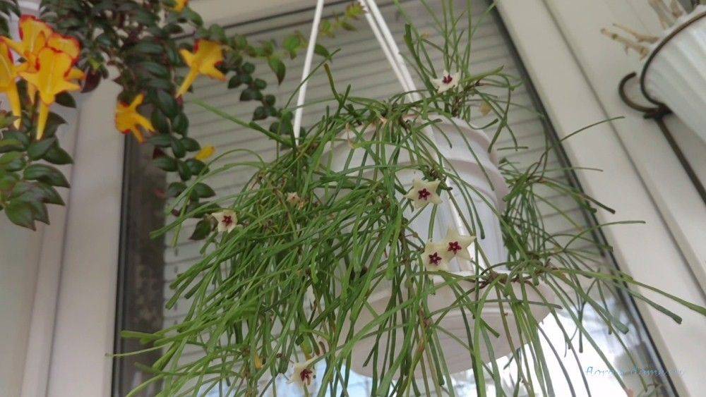 Хойя (hoya). уход, размножение, формирование, цветение. | floplants. о комнатных растениях