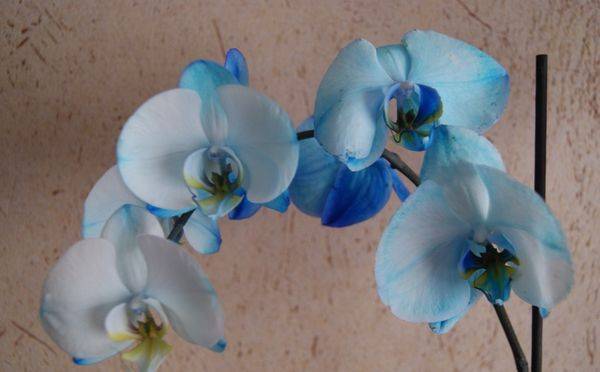 Голубые и синие орхидеи: красота от природы или вмешательство человека