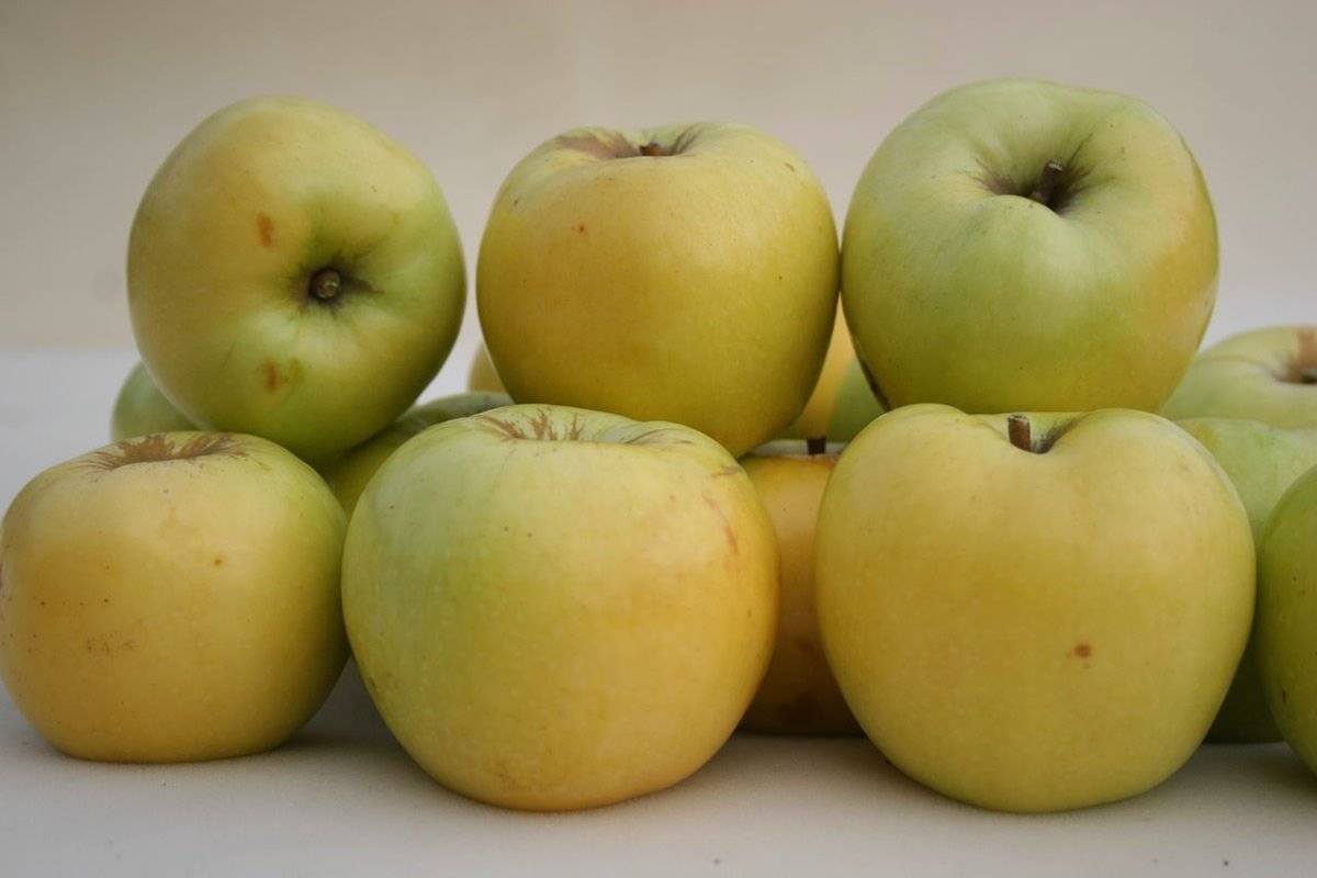 Лучшие осенние сорта яблонь для средней полосы
