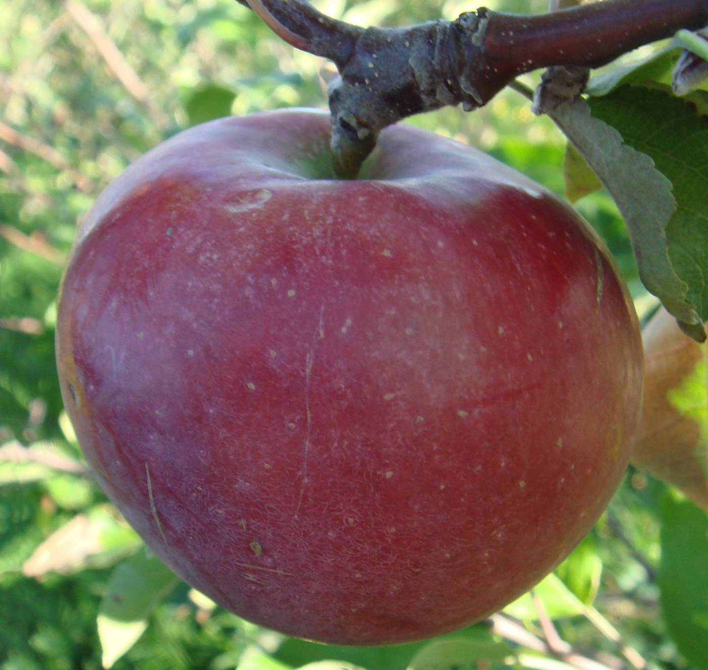 Сорт яблони легенда – описание, фото