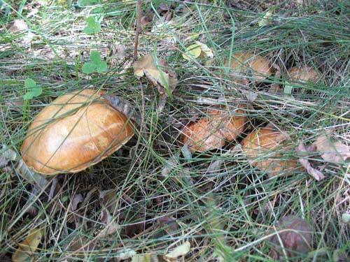 Весенние грибы украины: съедобные, несъедобные, редкие виды, описание, отличительные особенности, места сбора
