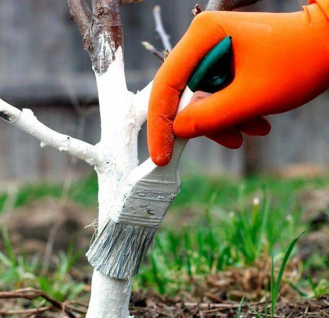 Побелка деревьев весной — обработка плодовых деревьев от вредителей