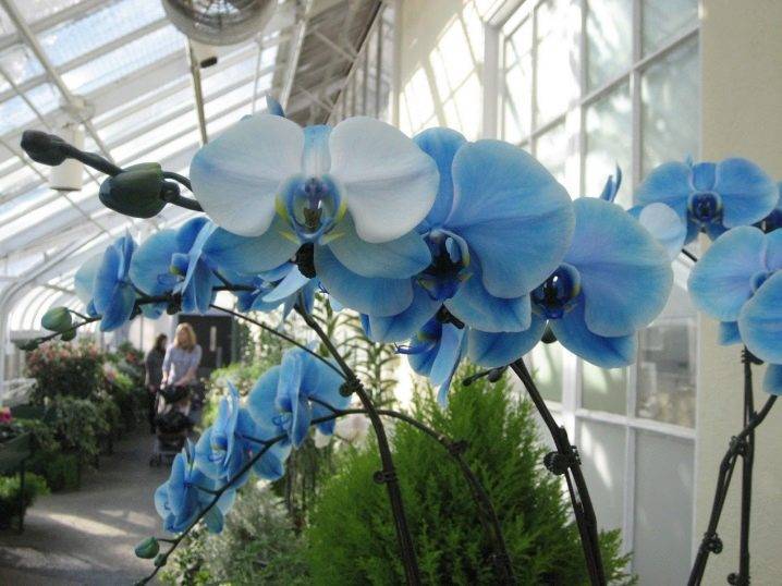 Таинственная голубая орхидея: сорта и фото