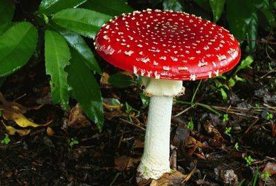 Мухомор красный – смертельный гриб amanita muscaria
