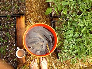 Подкормка баклажанов в открытом грунте: какие удобрения и когда использовать