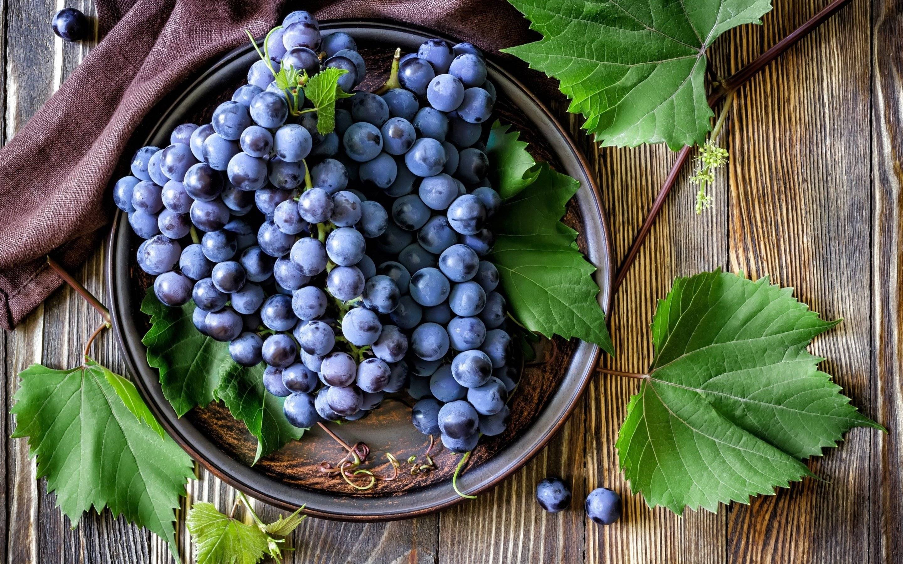 Виноград атос: описание сорта, посадка и уход, размножение, сбор и хранение урожая
