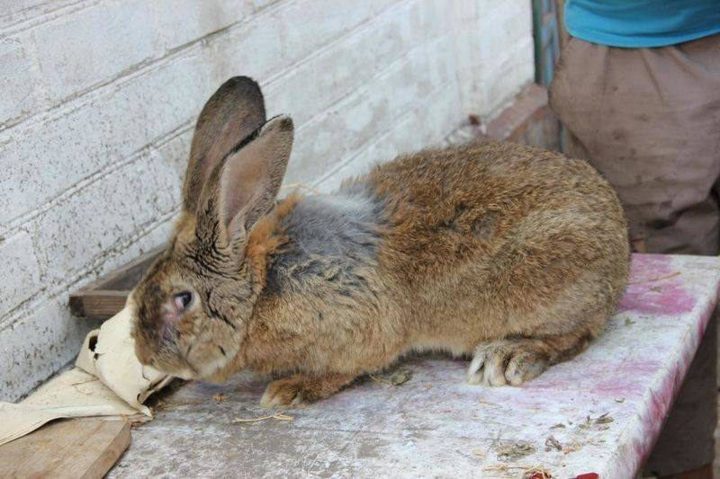 Немецкая порода кроликов ризен: содержание, разведение, уход