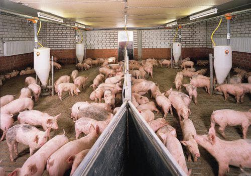 Кормление свиней. как правильно кормить поросят и свиней. откорм свиней – как составить рацион