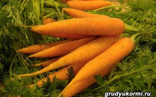 Овощной прикорм: когда и как вводить морковь, и другие овощи для первого прикорма